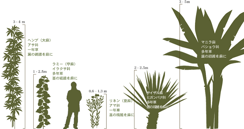 「麻」にはいろいろある